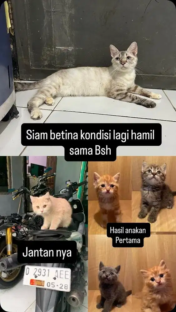 Hima hamil sama bsh