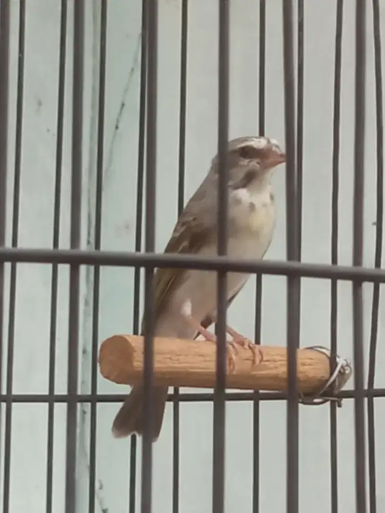 Burung Naturalisasi Blactrut Sanger