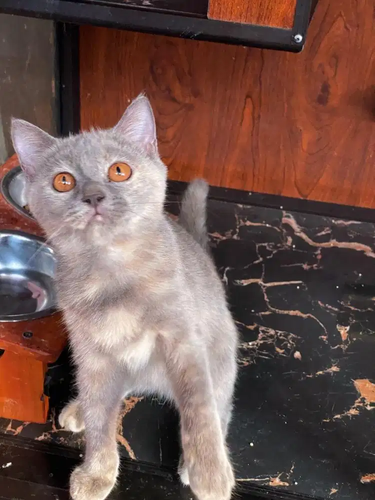 Kucing kitten bsh mix breed