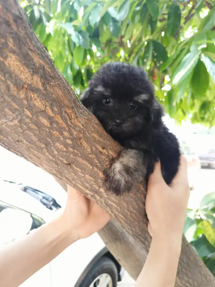 Dijual poodle putih, apricot, parti, phantom