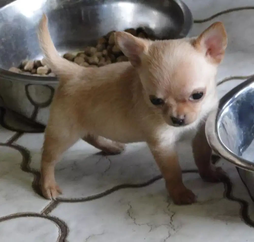 DIJUAL ANAK ANJING CHIHUAHUA