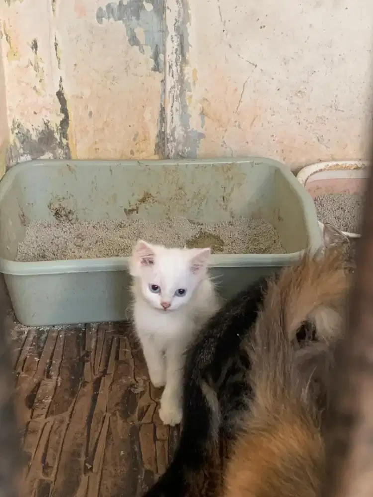 Kucing persia dijual