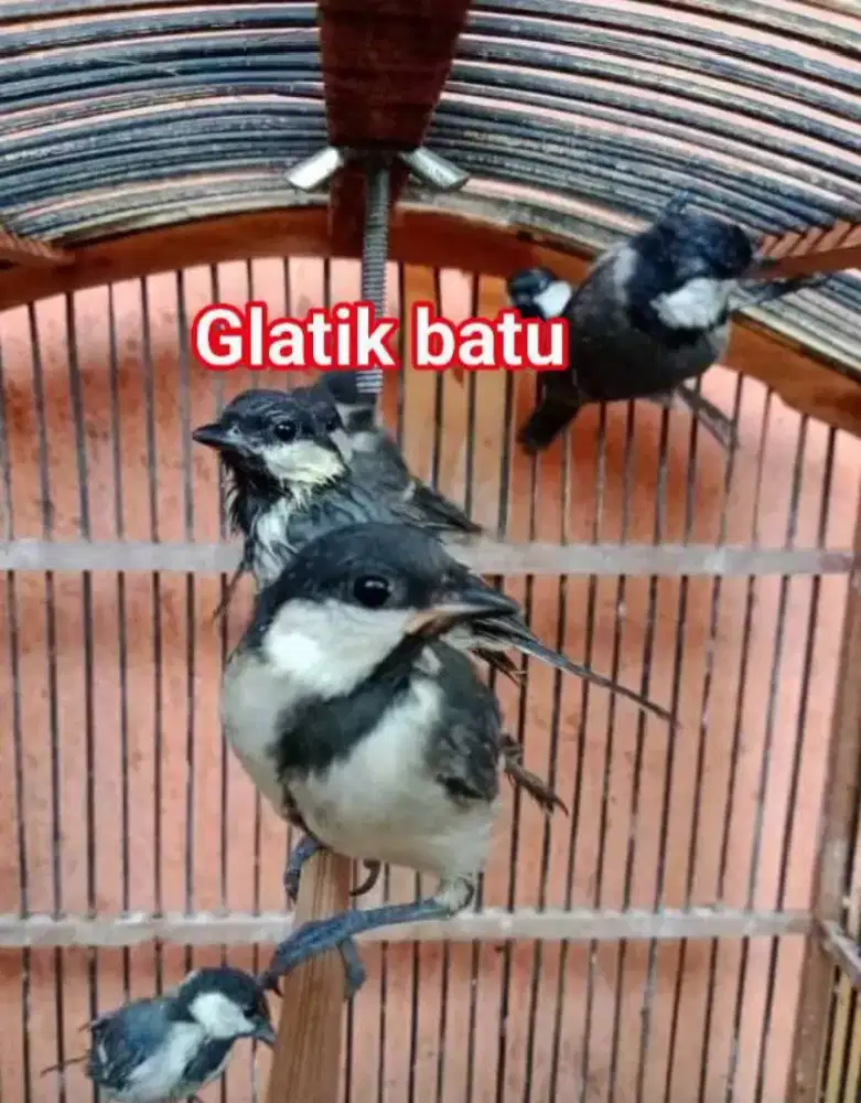 Burung Gelatik Batu