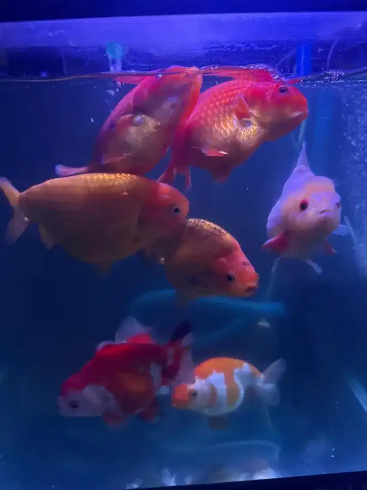 Jual obral ikan koki Rancu dan Oranda