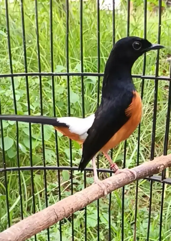 Murai batu prestasi ekor panjang