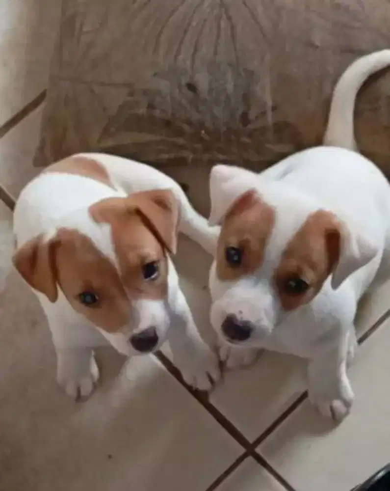DIJUAL ANAK ANJING JACK RUSSELL