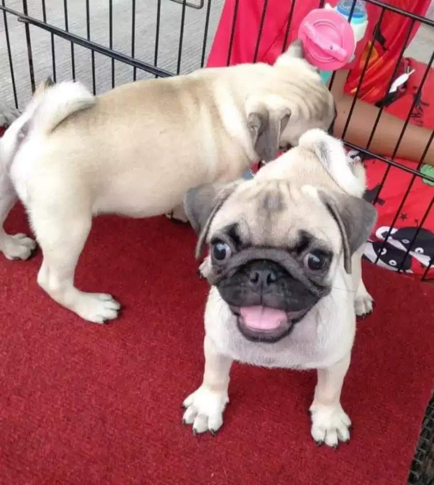 DIJUAL ANAK ANJING PUG