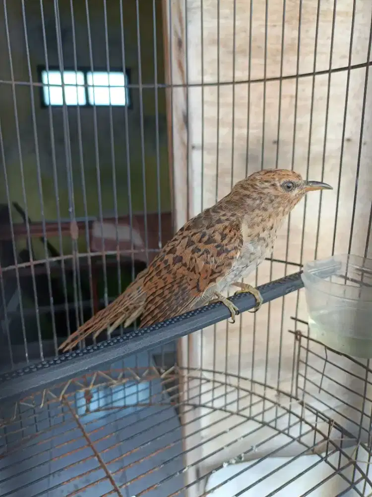 Burung kedasih muda