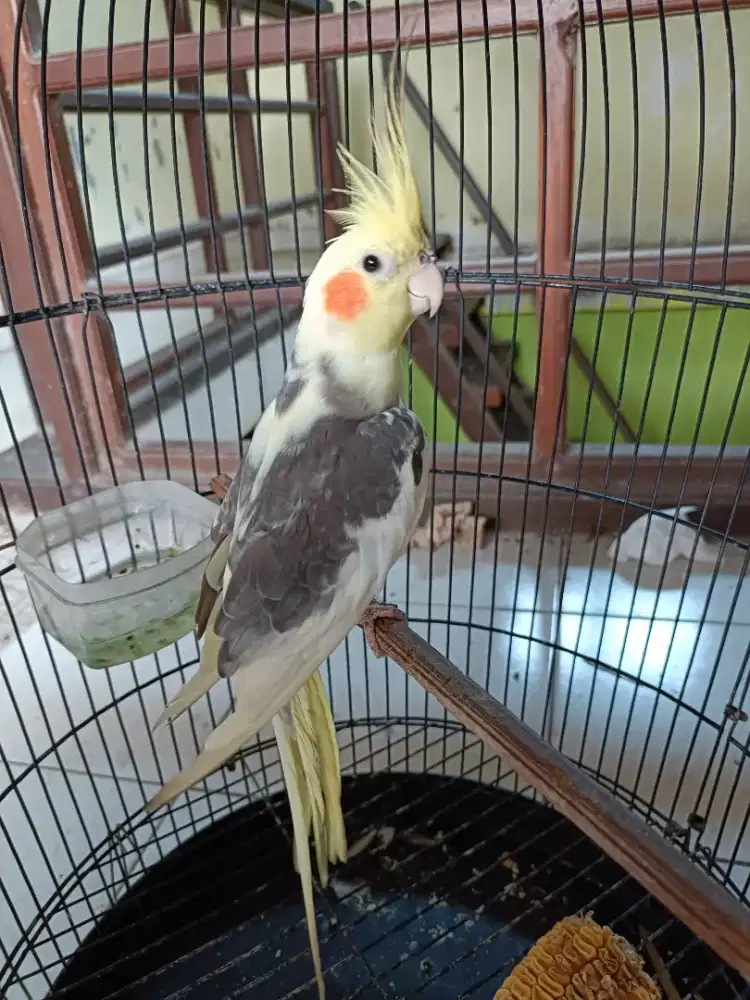 Burung falk jantan pinter nyanyi