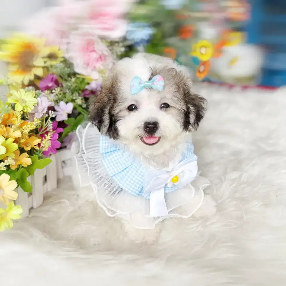 Party silver poodle