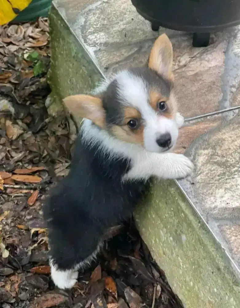 DIJUAL ANAK ANJING CORGY