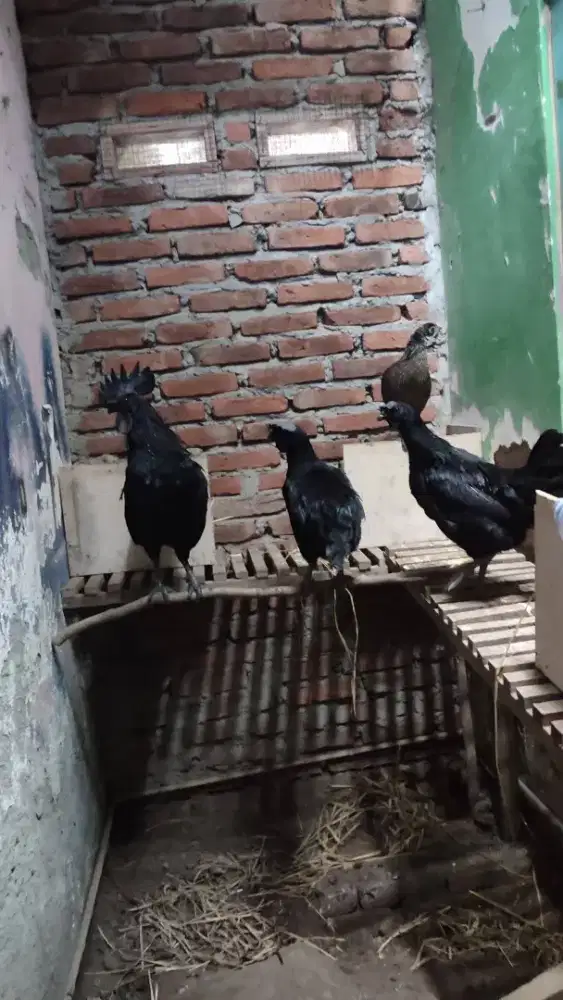 Ayam cemani lidah hitam