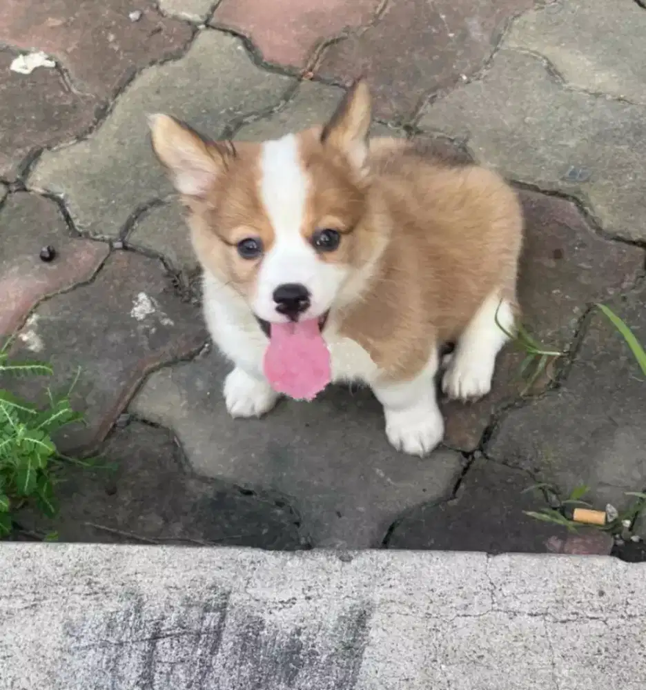 DIJUAL ANAK ANJING CORGY