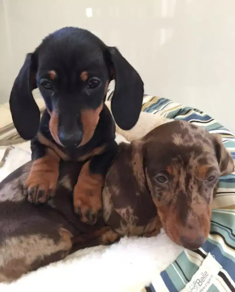 DIJUAL ANAK ANJING TEKEL/ DACHSHUND