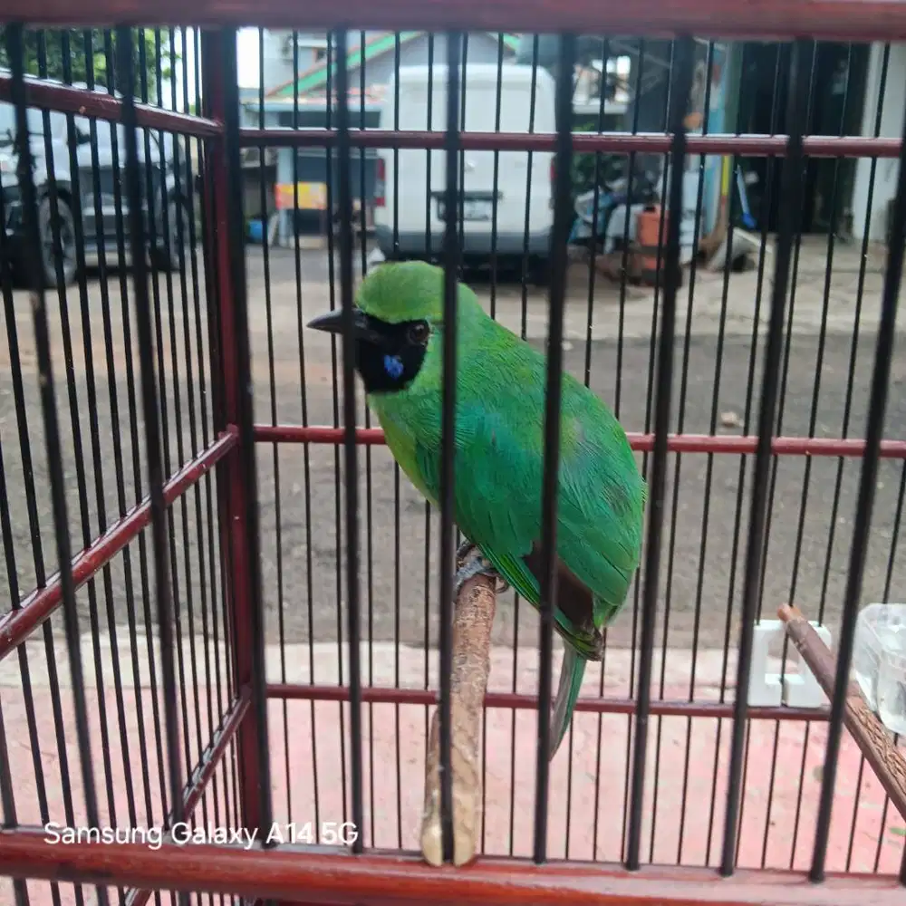 Burung Murai Hijau