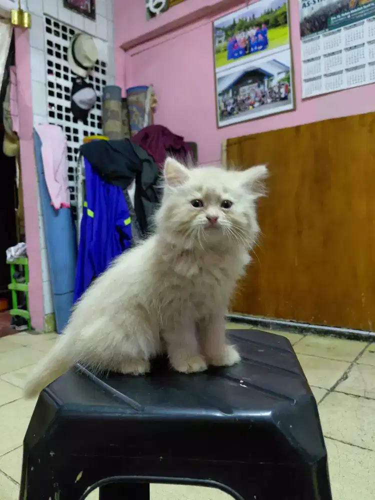 Kitten Persia bigbone 2 bulan