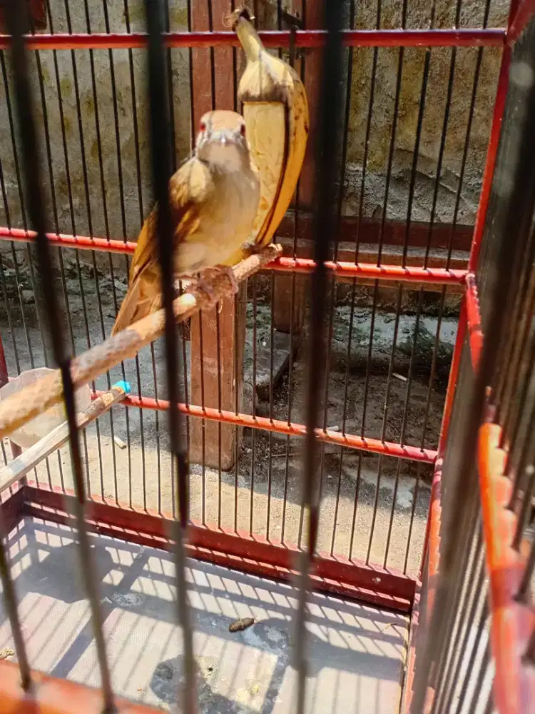 Burung kapas tembak