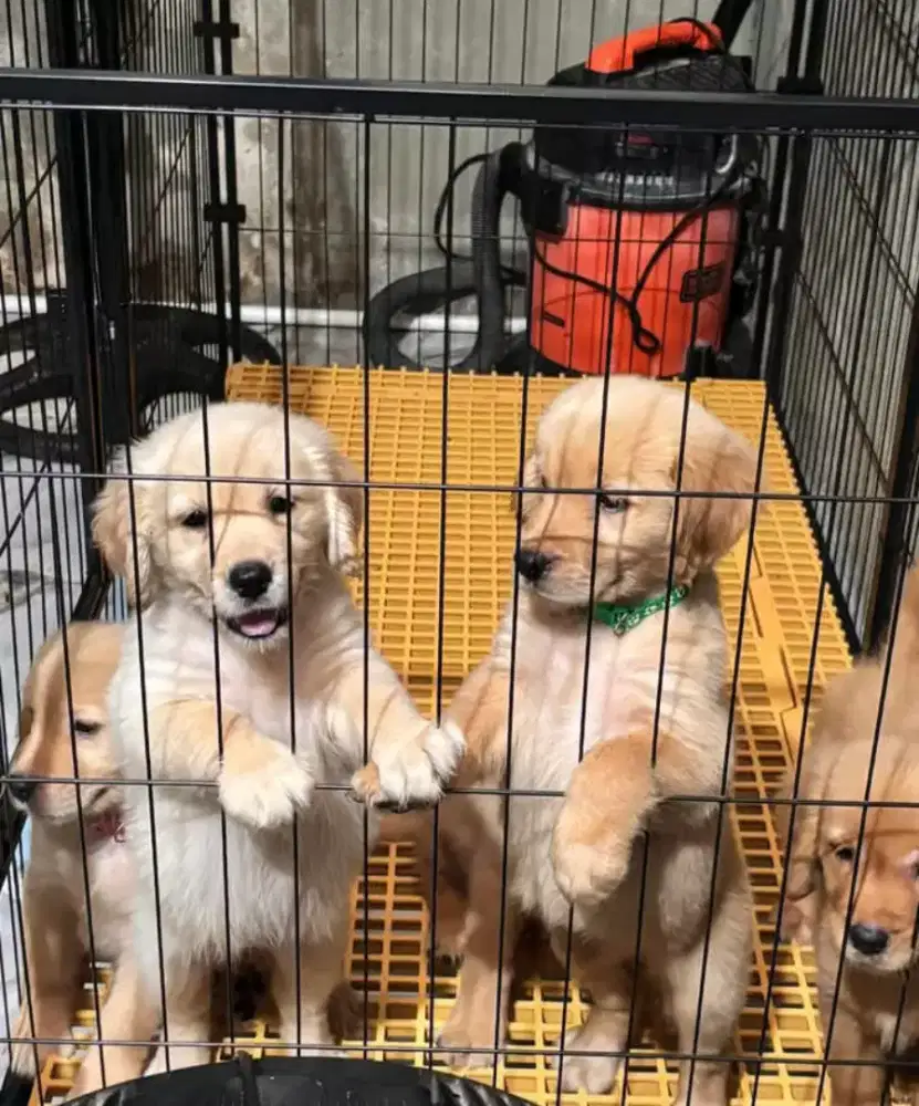 DIJUAL ANAK ANJING GOLDEN RETRIEVER