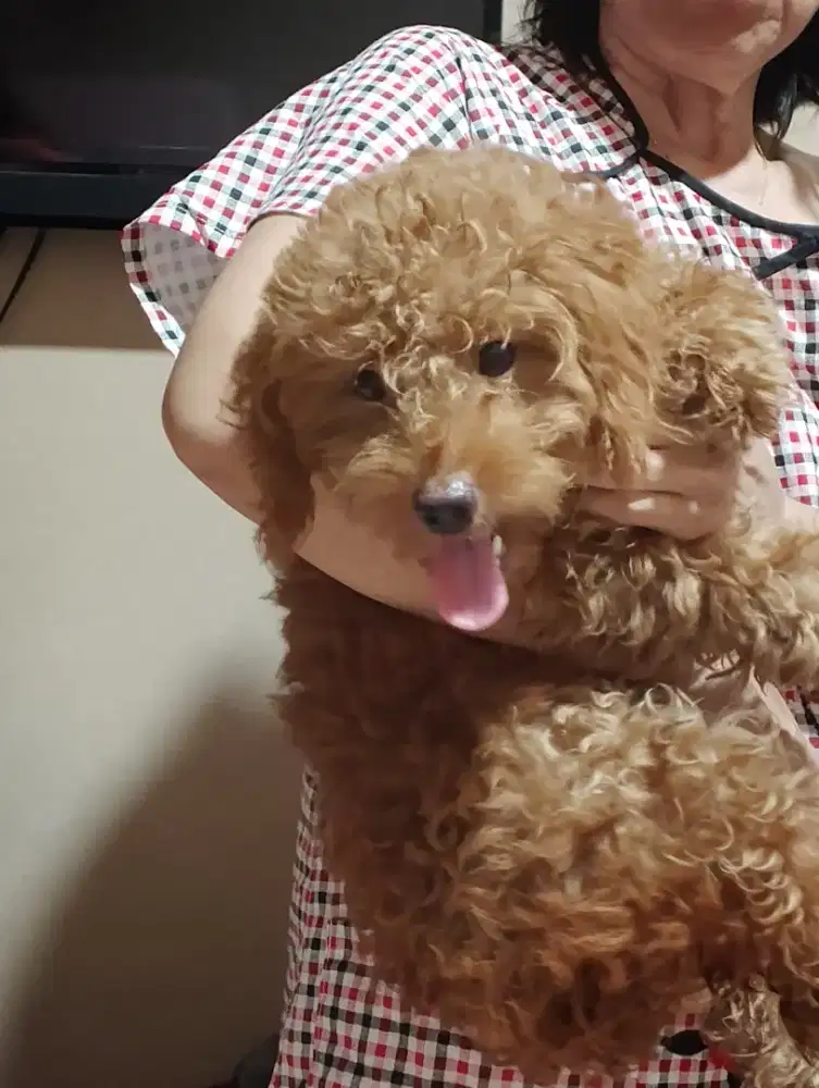 Jual anjing poodle betina 7 bulan red poodle