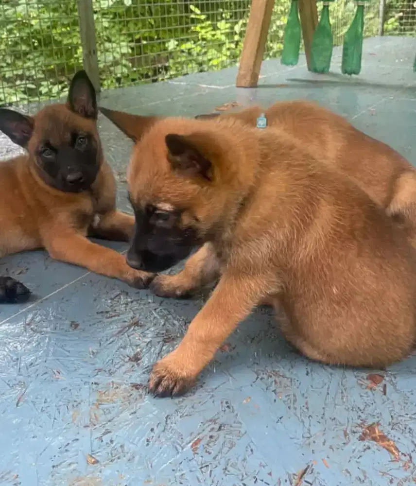 DIJUAL ANAK ANJING BELGIAN MALINOIS