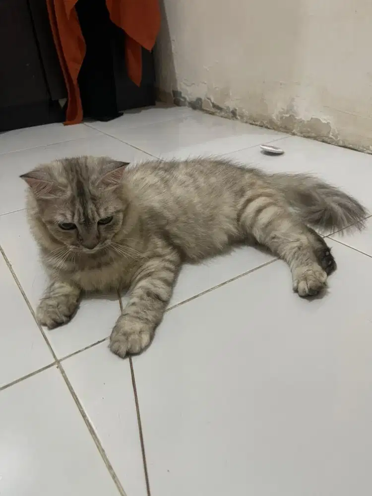 Kandang kucing persia