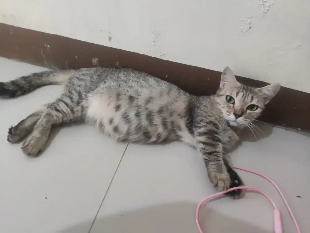 Munchkin betina
