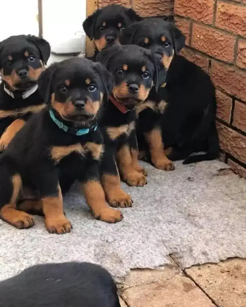 DIJUAL ANAK ANJING ROTTWEILER