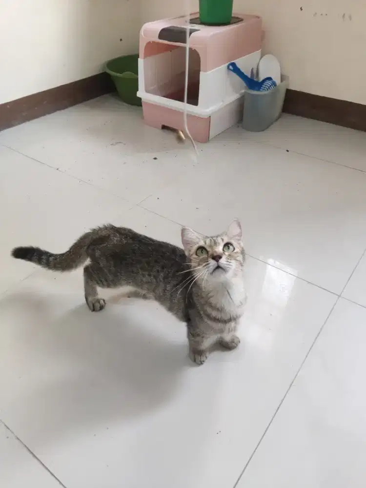 Munchkin betina