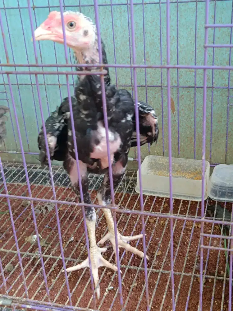Ayam Bangkok klasik gagah