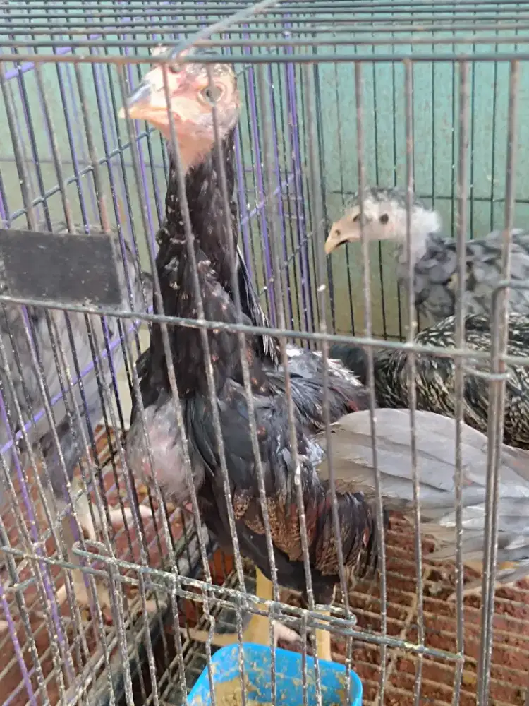 Ayam Pama Iq sepasang
