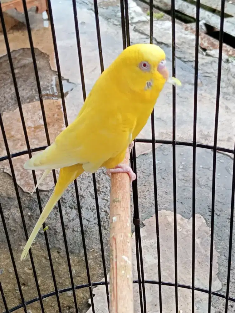 Parkit lutino mata merah jantan