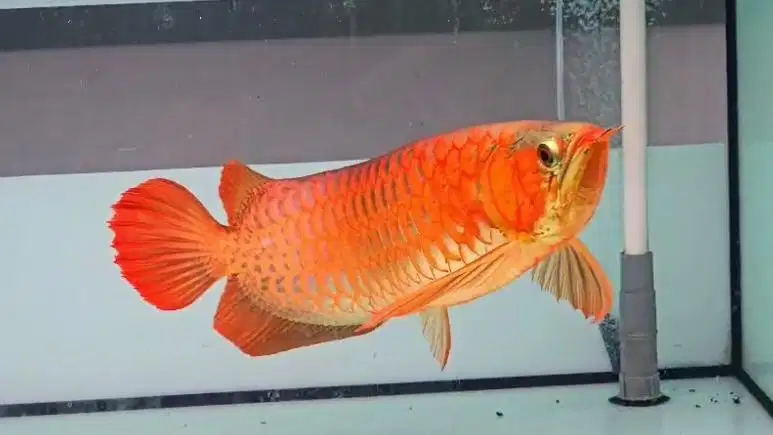 Arwana super red 50cm merahhh