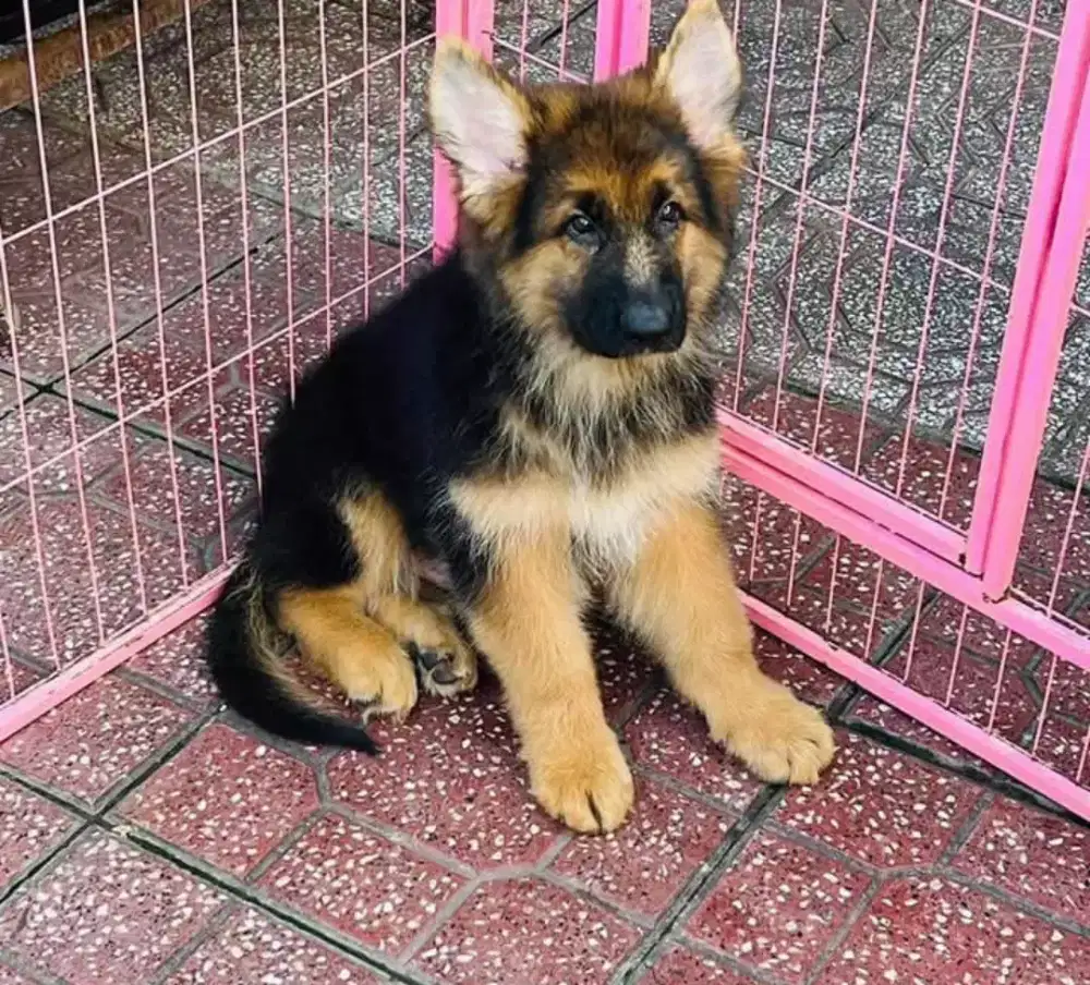 DIJUAL ANAK ANJING HERDER/GERMAN SHEPHERD
