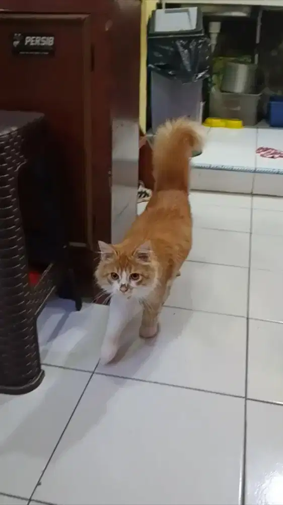 Kucing persia jantan 8 bulan