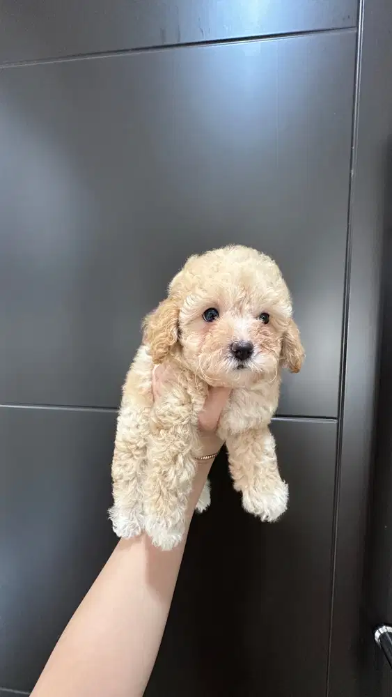 Toy poodle puppy