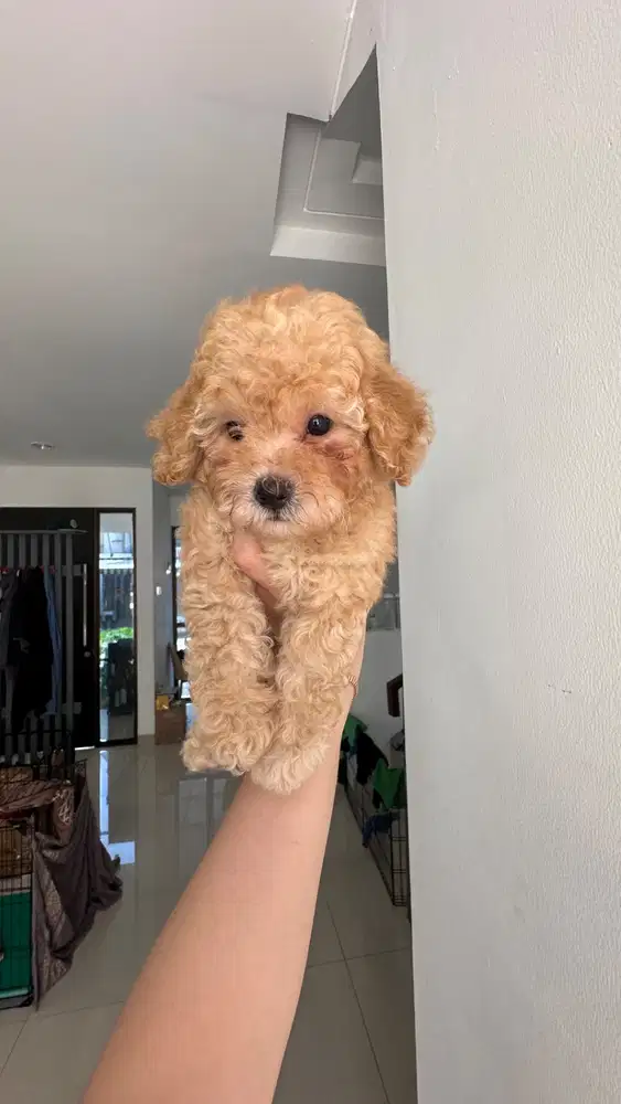 Toy poodle puppy