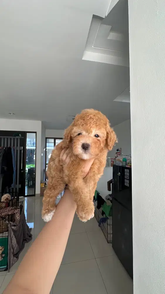 Toy poodle puppy