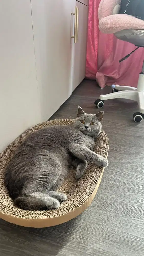 Dapet 4 KUCING.Kucing British shorthair sepasang BSH