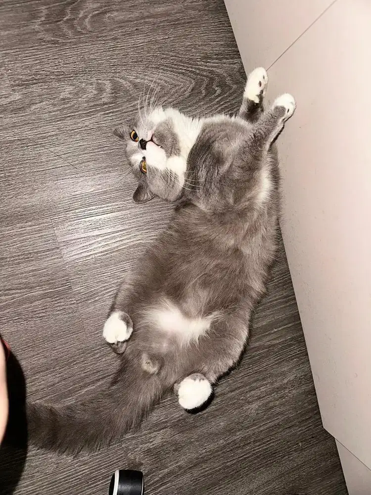 Dapet 4 KUCING.Kucing British shorthair sepasang BSH