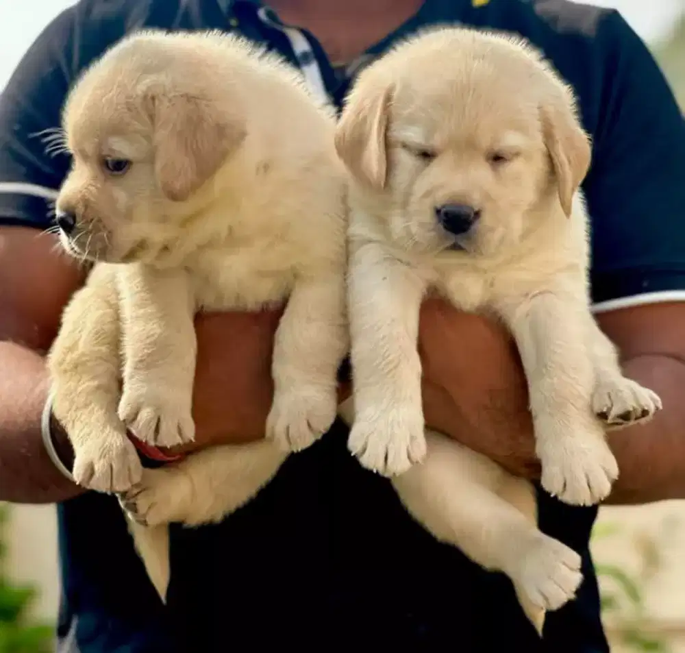 DIJUAL ANAK ANJING LABRADOR RETRIEVER