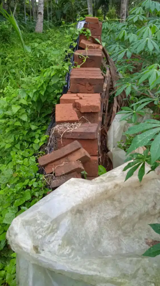 Pohon murah  berkualitas bagus