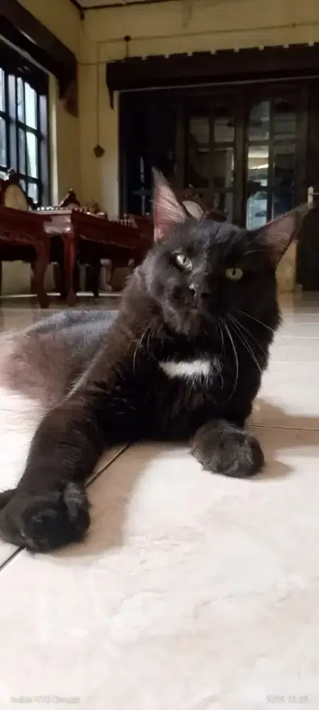 kucing mainecoon jantan pure lineped