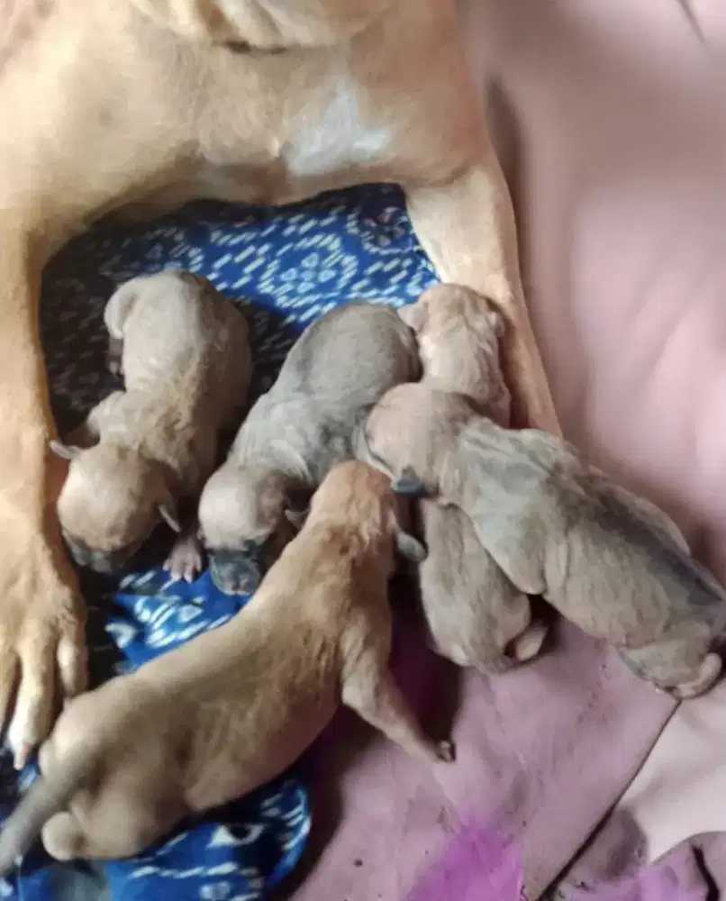 Anak Anjing Pitbull