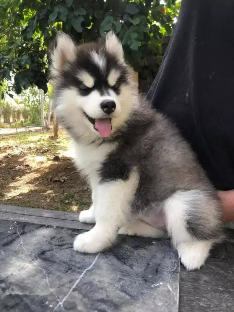DIJUAL ANAK ANJING SIBERIAN HUSKY