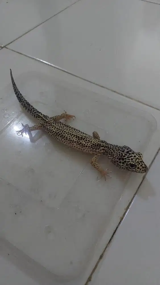 Tokek Leopard (Leopard Gecko)