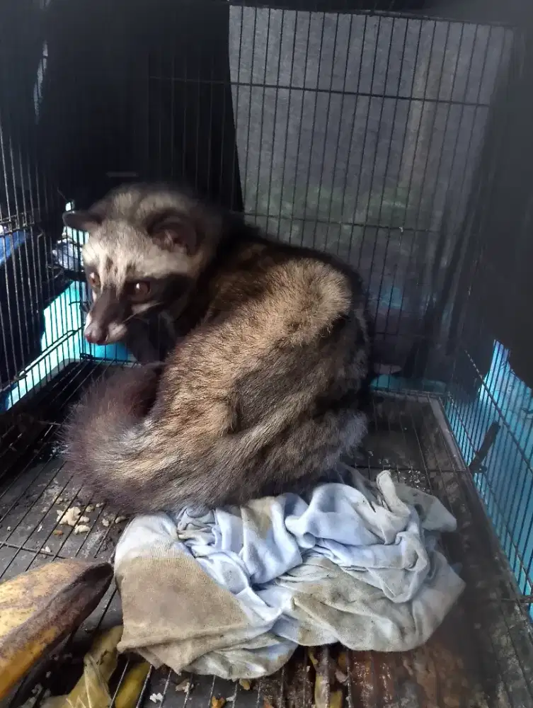 Musang pandan dewasa