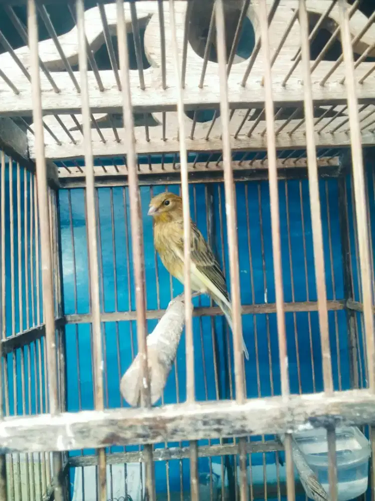 Anak kenari paud