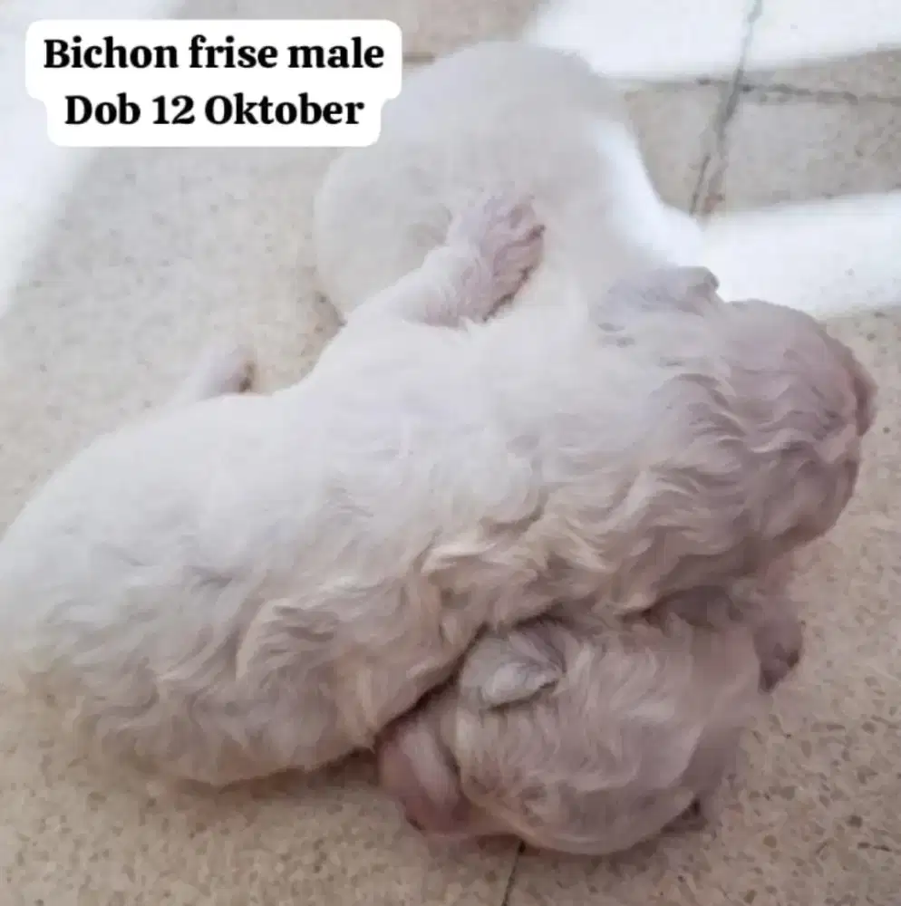 Bichon frise male