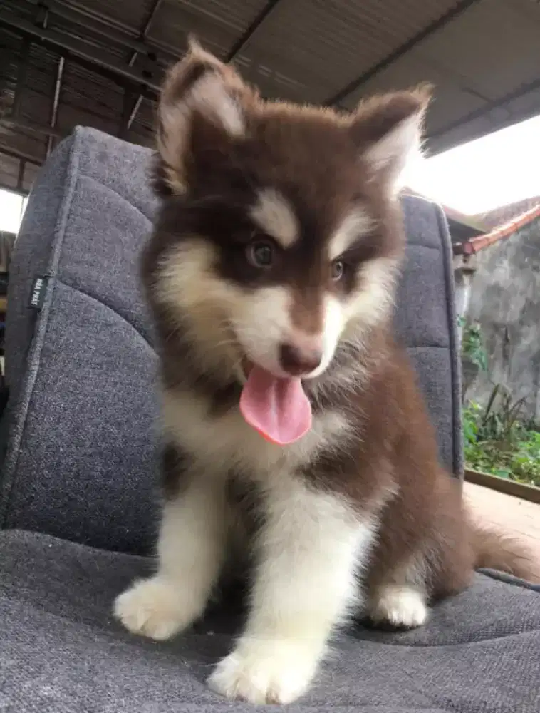 DIJUAL ANAK ANJING SIBERIAN HUSKY