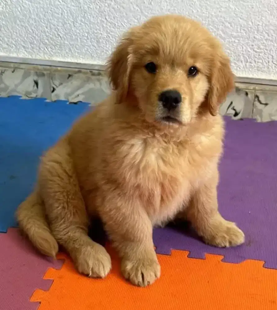 DIJUAL ANAK ANJING GOLDEN RETRIEVER